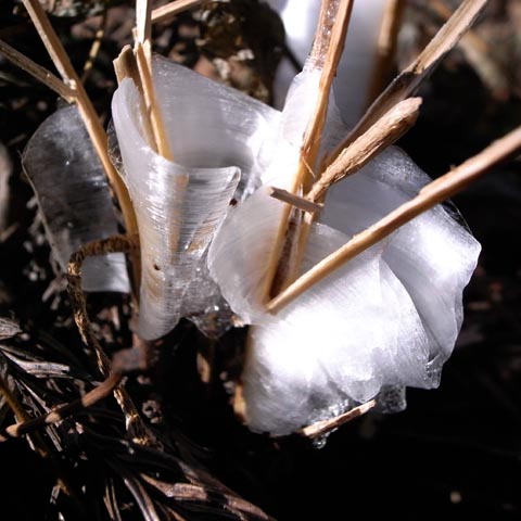 2008年1月15日(火)の霜の花（シモバシラ）