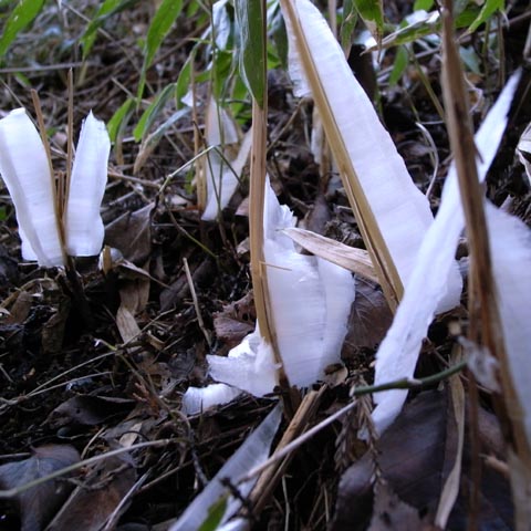2008年1月15日(火)の霜の花（シモバシラ）