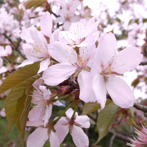サクラ（桜）