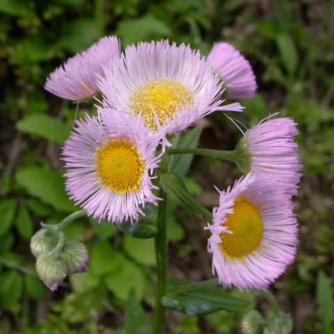 ハルジオン（春紫苑）
