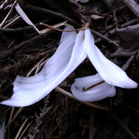 2009年12月22日(火)の霜の花（シモバシラ）