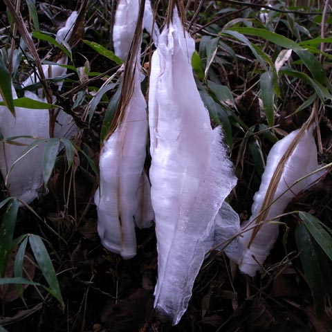 2009年12月22日(火)の霜の花（シモバシラ）