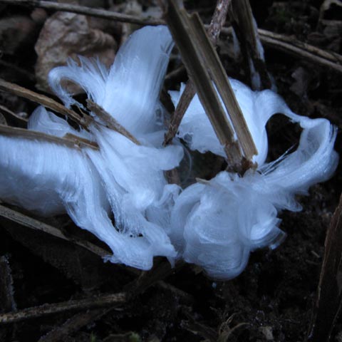 2010年1月6日(水)の霜の花（シモバシラ）