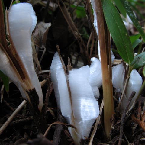 2010年1月6日(水)の霜の花（シモバシラ）