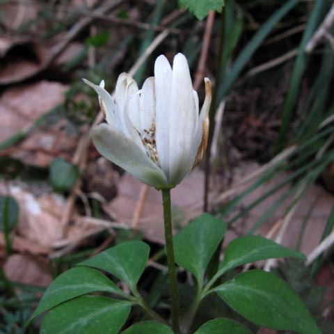 花名不明の白い花(2)