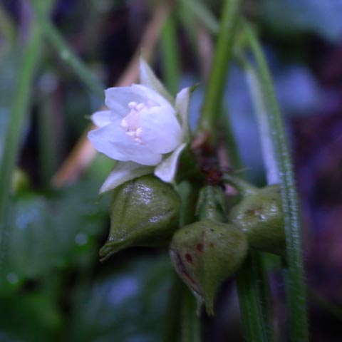 花名不明の白い花２
