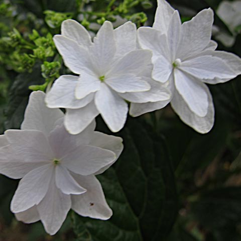 花名不明の白い花