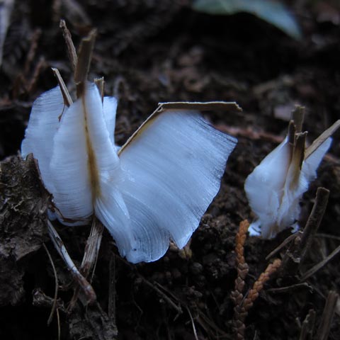 2012年1月14日(土)の霜の花（シモバシラ）