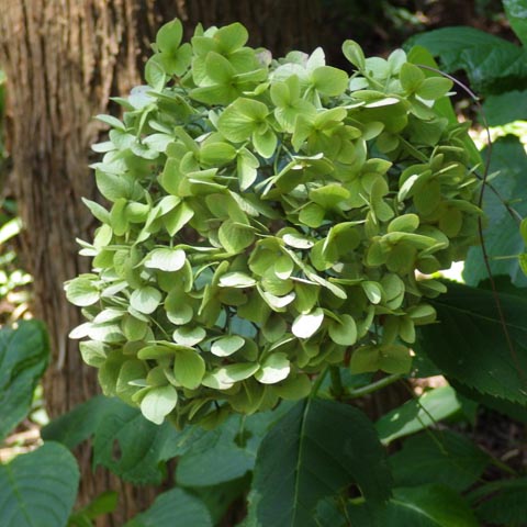 緑のヤマアジサイ（山紫陽花）