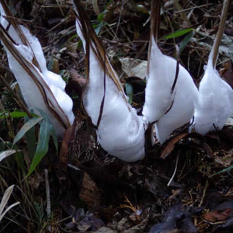 高尾山2013年12月29日(日)の霜の花（シモバシラ）