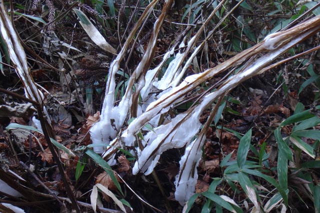 高尾山2014年12月7日(日)の霜の花（シモバシラ）