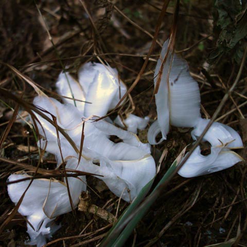 高尾山2015年1月3日(土)の霜の花（シモバシラ）