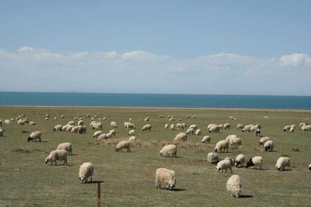 中国青海省／青海湖（Qinghai Lake）で放牧の羊