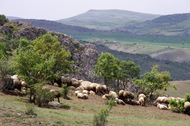 ヤズルカヤ遺跡（yazlikaya）横の羊