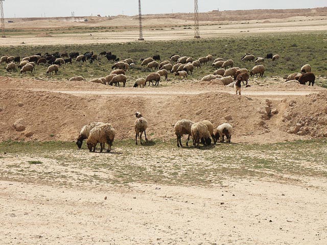 エジプト／アブメナ遺跡（Ruins of Abu Mena）近くで放牧の羊