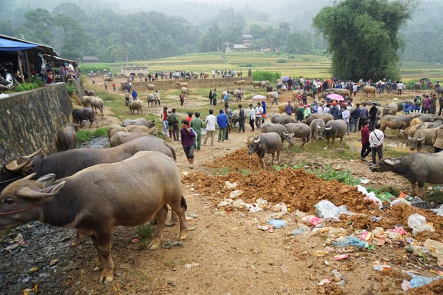 シンチェン水曜市（ベトナム北辺）の水牛市場