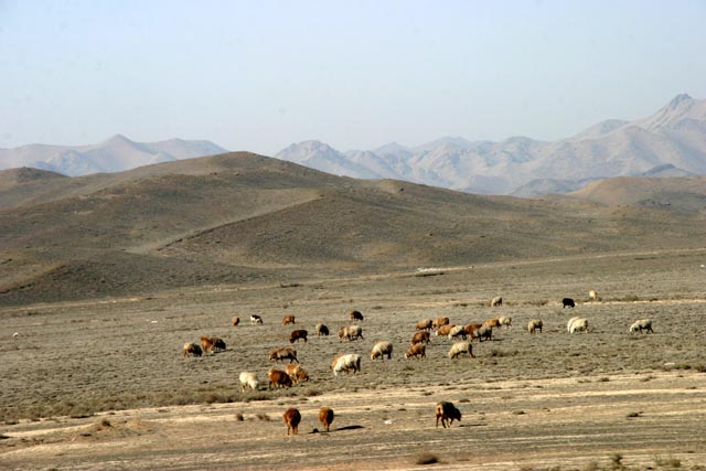 新疆ウイグル／ウルムチ（Urumqi）郊外の砂漠で放牧の羊