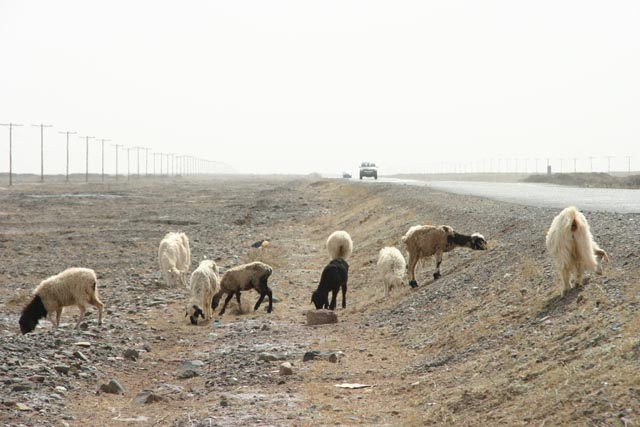 新疆ウイグル／西域南道，エンギザル（Yingisar）辺りで僅かな草を探す羊