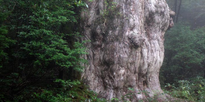 屋久島の縄文杉（推定縄文時代から生え，同時代の火焔土器文様に似ることに由来）