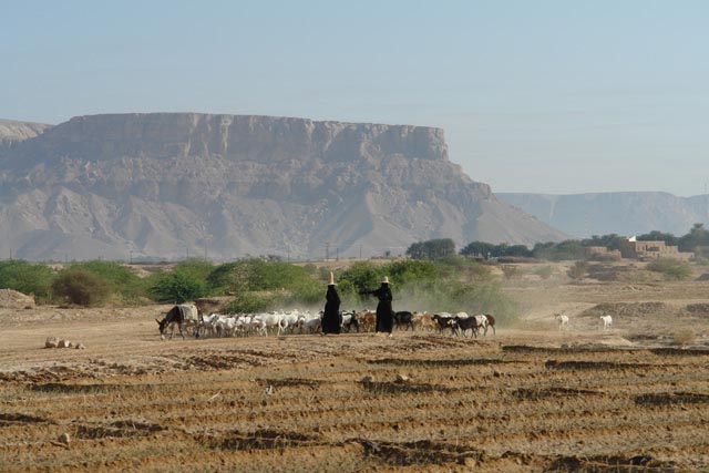 イエメン／アルハジャレン（Al Hajarain）の山高帽の女性羊飼い