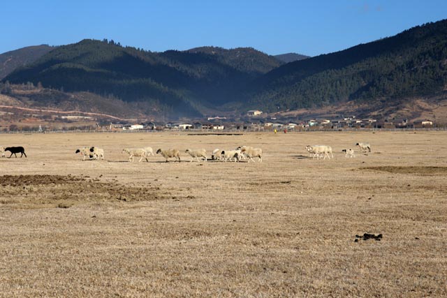 中国雲南省／水の無くなったナパ海（Napa Lake）で放牧の羊