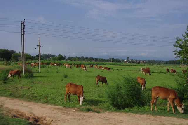 チャンディーガル（Chandigarh）郊外の牛