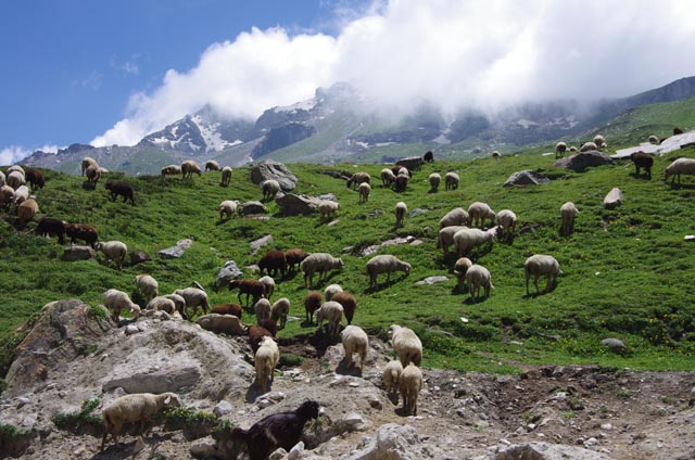 ザンスカール／ロータンパス（Rohtang Pass：3,978m）手前の羊
