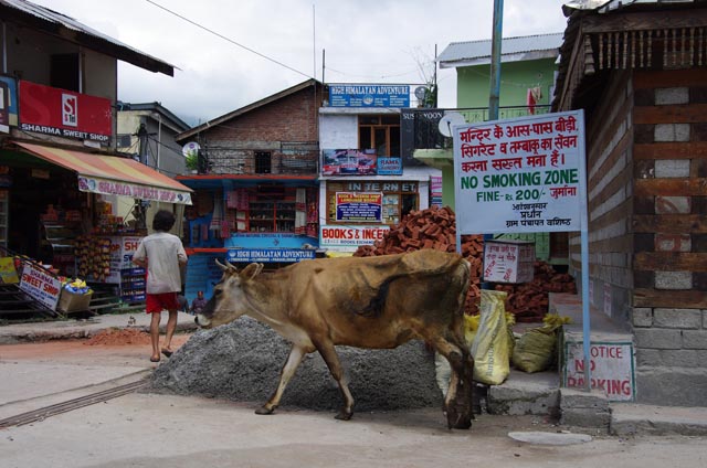マナリ（Manali）の牛