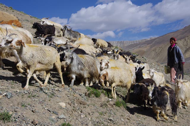 フォトクサール（Zanskar／Photoksar：4,120m）のヤギ