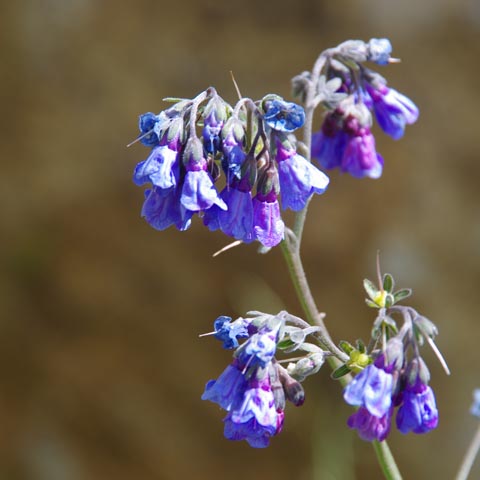 スタグリモ僧院丘の花