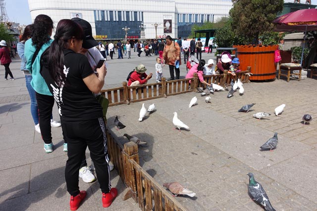 ソフィア教堂庭で鳩と遊ぶ子（中国）